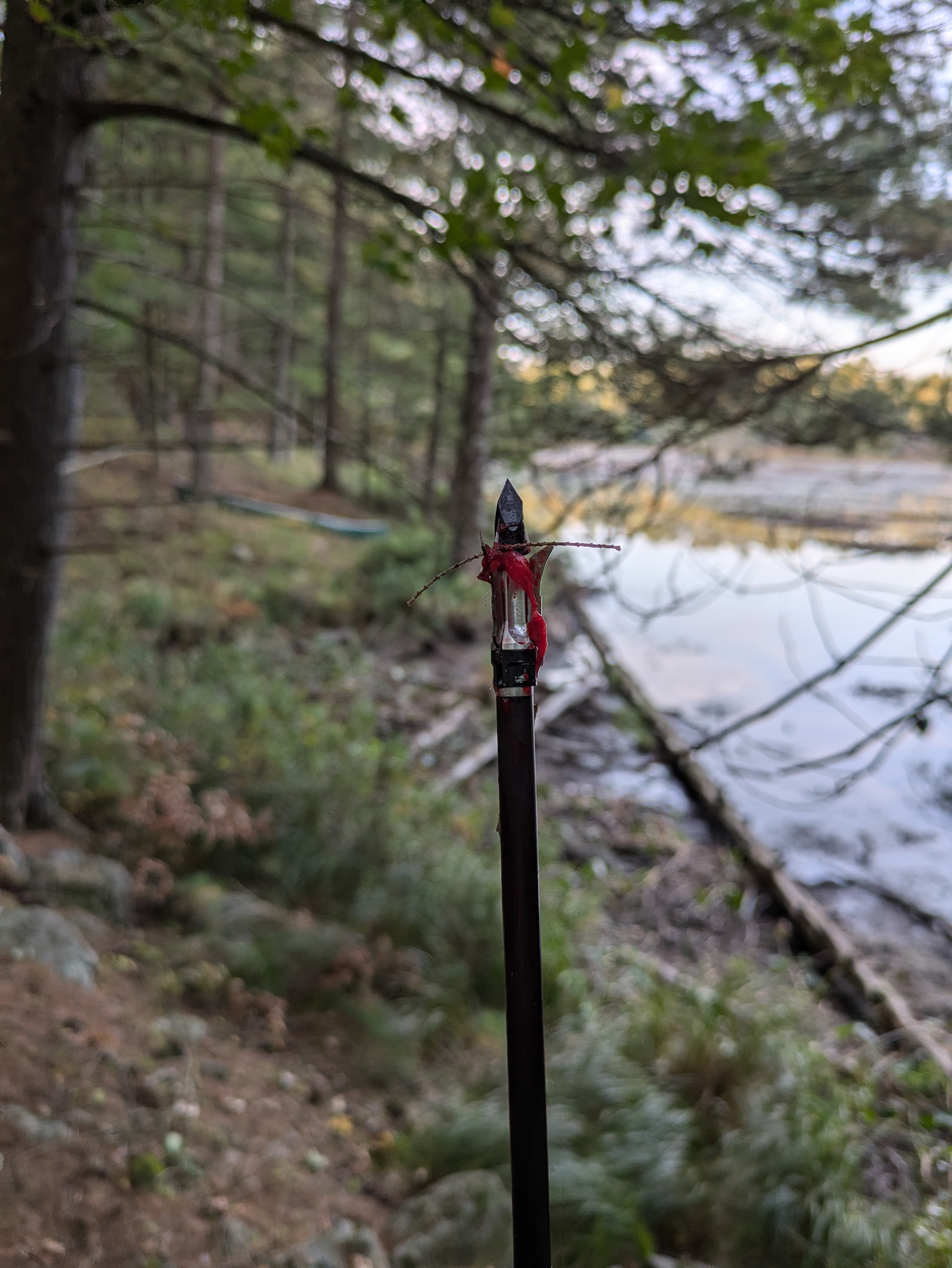 My arrow, covered in blood and bear meat.