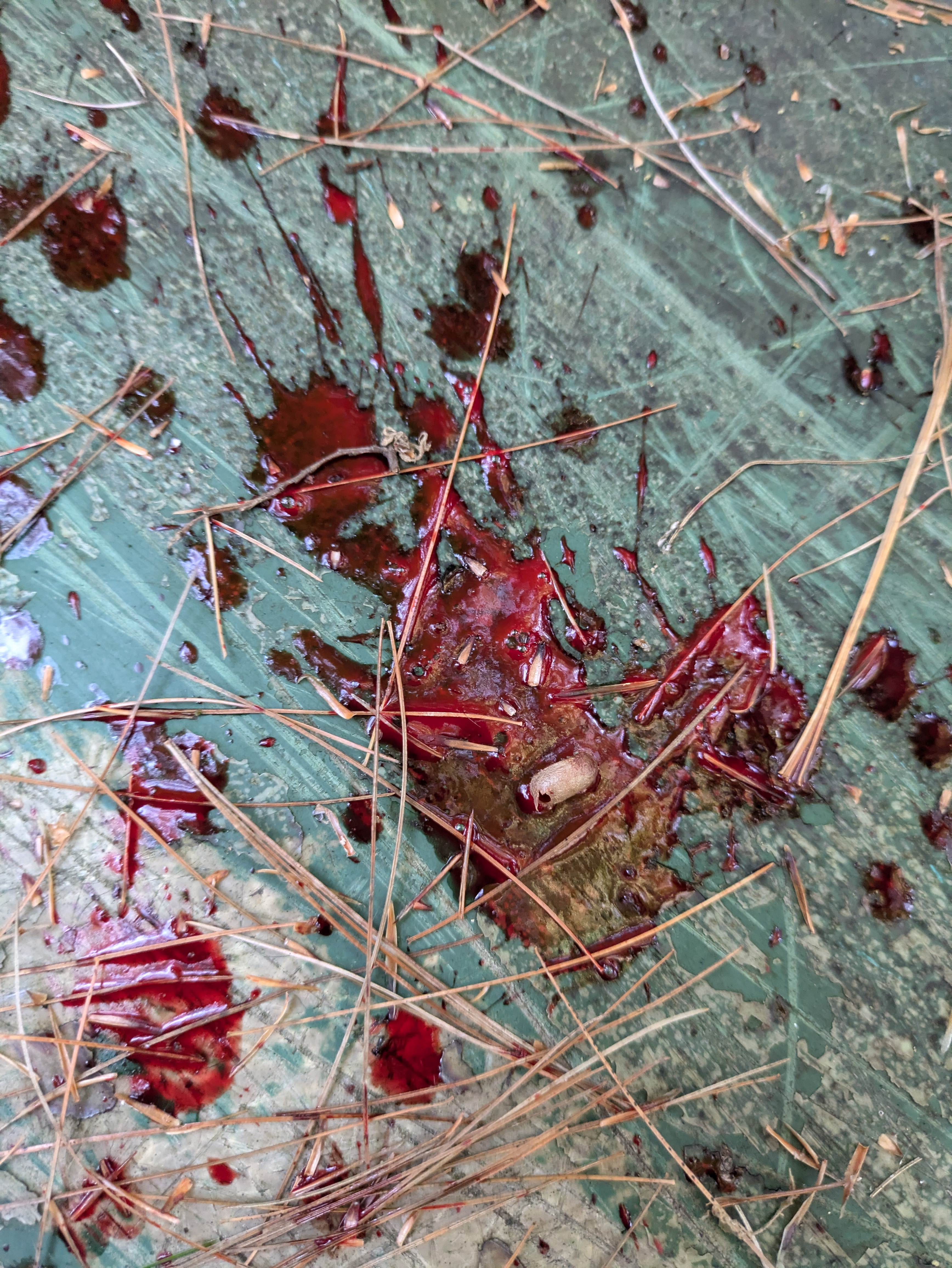 The blood trail of the bear.